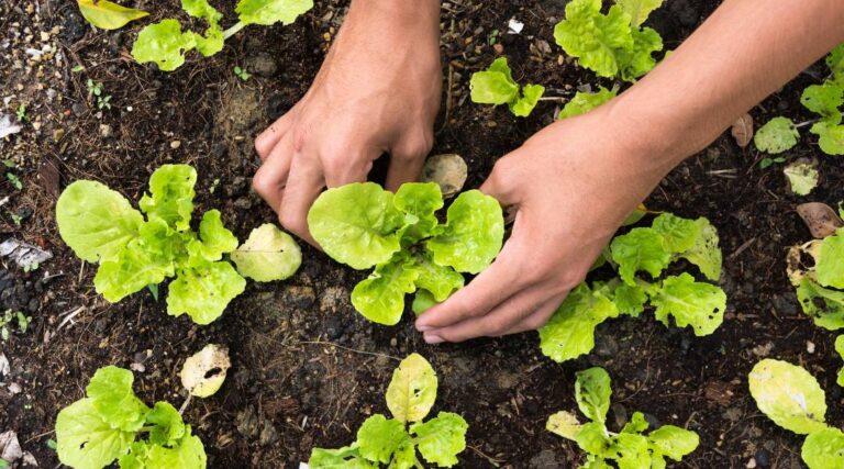 Planning Finances for A Successful Planting Season