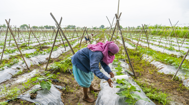 Climate Change Adaptation Strategies for Farmers